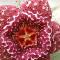 Orbea carnosa