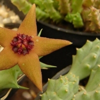 ﱪƤ Orbea araysiana