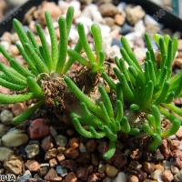  Phyllobolus resurgens