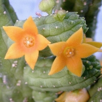 Echidnopsis cereiformis