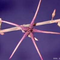 Caralluma arachnoidea