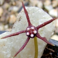 ˾ţ�� Duvalia angustiloba