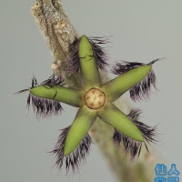 Rhytidocaulon ciliatum