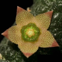 Rhytidocaulon paradoxum