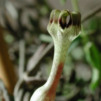   Ceropegia occulta