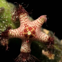 Rhytidocaulon specksii