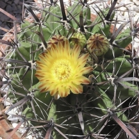 ��¥ Ferocactus herrerae
