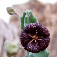  Stapelia engleriana