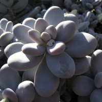 ������ Pachyphytum oviferum