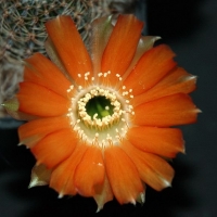 Echinopsis rebutioides