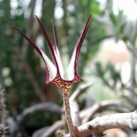  Ceropegia stapeliiformis