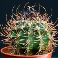 Echinopsis schaferi