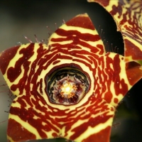 Desmidorchis crenulata