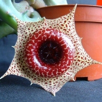 Huernia guttata