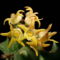 Quaqua incarnata