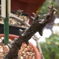Ȫ Ceropegia sp. Nova Morombe