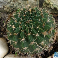 Echinopsis rojasii
