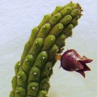 ŷʯ Echidnopsis ericiflora
