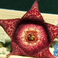 Orbea hardyi