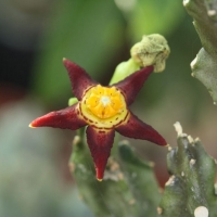 Monolluma cicatricosa