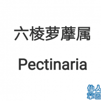 ˏ Pectinaria