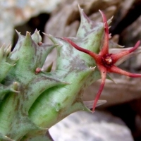 Orbea baldratii
