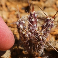 ֳɺ Grusonia pulchella