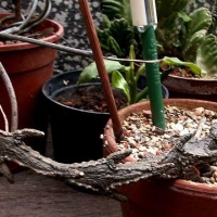 ͭȪ Ceropegia petignatii