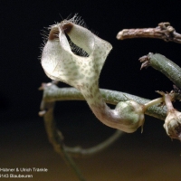  Ceropegia lugardiae