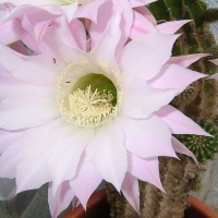 ������ Echinopsis werdermannii