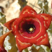 ɺ Monolluma socotrana