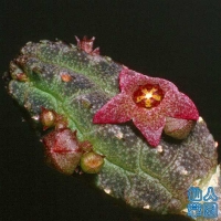 Echidnopsis virchowii