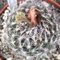 ���� Coryphantha pseudonickelsae