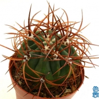 Echinopsis rhodocantha
