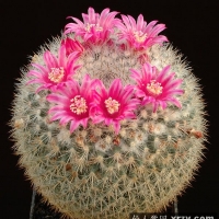  Mammillaria brauneana