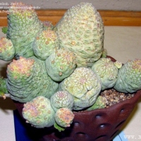 ͷ Trichocaulon cactiforme