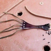 ƻ Ceropegia