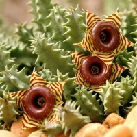  Huernia zebrina