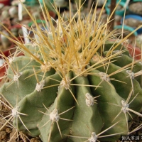 ������ Ferocactus reppenhagenii