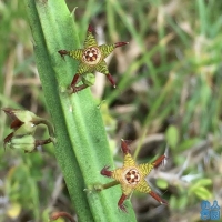 Caralluma geniculata