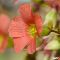 ߸ Oxalis stenorrhyncha