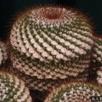 ƽ Mammillaria canelensis