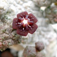  Anomalluma dodsoniana