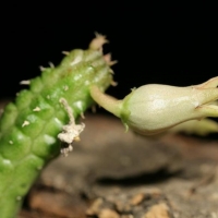 Echidnopsis globosa