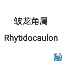 �������� Rhytidocaulon