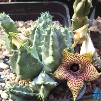 ˏ Huernia piersii