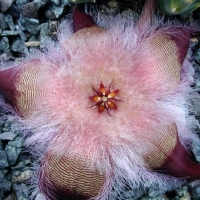 ӢϬ Stapelia hirsuta