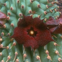 ĦҮ���� Hoodia pilifera