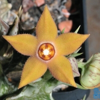 Orbea sprengeri