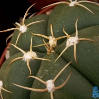 Gymnocalycium buenekeri
